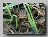 [bufonidae]