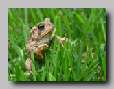 Bufonidae