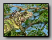 Iguanidae