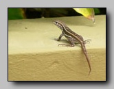 Leiocephalidae