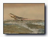Tropiduridae