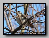 [regulidae]