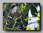 Trogon de Cuba